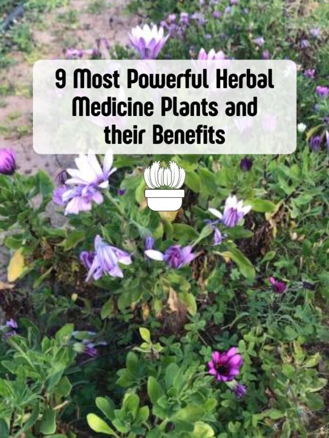 9 Most Powerful Herbal Medicine Plants And Their Benefits | GetDistributors