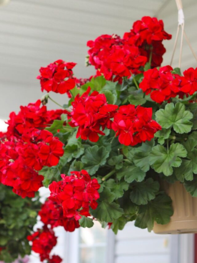 6 Beautiful Hanging Plants For Outdoor Baskets