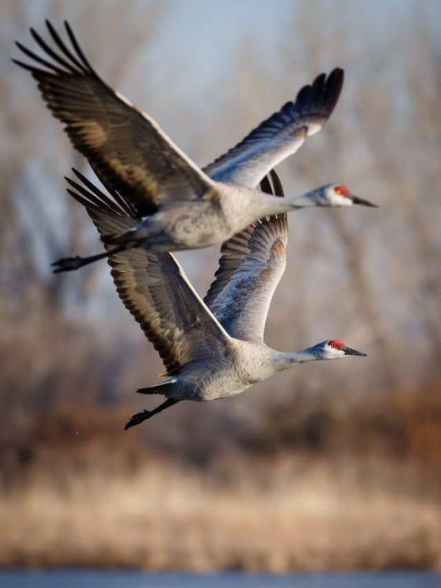 Birds That Migrate To India Every Winter